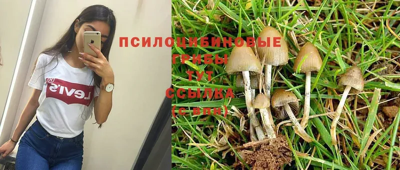 Псилоцибиновые грибы MAGIC MUSHROOMS  Красноперекопск 